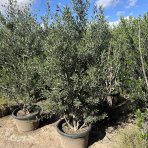 Olivovník európsky (Olea europaea) ´CIPRESSINO´ - výška 260-280 cm, kont. C60L – STĹPOVITÝ VIACKMENNÝ  (-12°C)